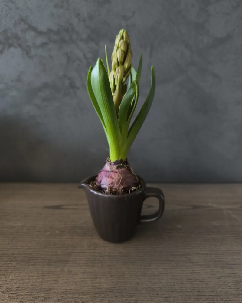 Pavasario dekoracija "Hiacintas"