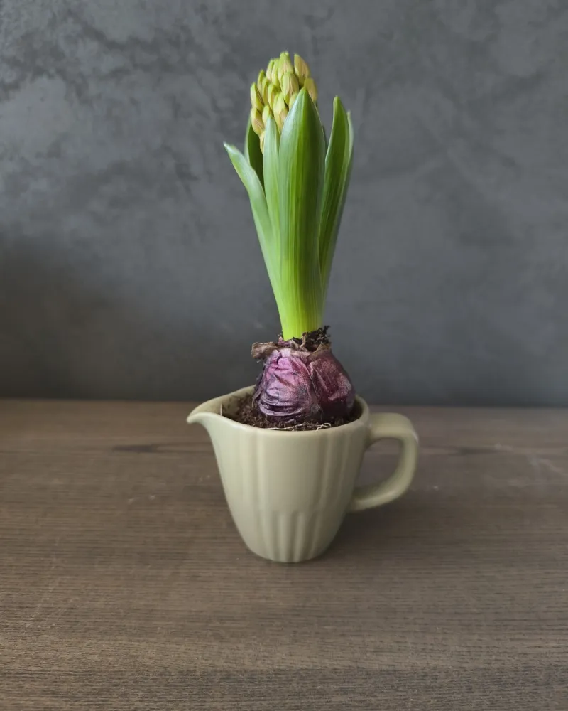 Pavasario dekoracija "Hiacintas"