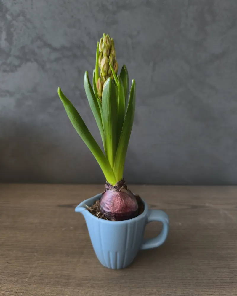 Pavasario dekoracija "Hiacintas"